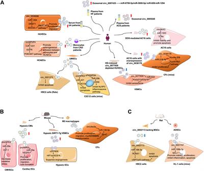 Exosomal circular RNAs: Biogenesis, effect, and application in cardiovascular diseases